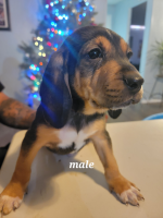 Treeing Walker Coonhound Puppies for sale in Moapa Valley, NV 89040, USA. price: $200