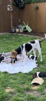 Treeing Walker Coonhound Puppies for sale in Gresham, OR, USA. price: NA