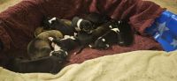 Treeing Walker Coonhound Puppies for sale in Sulphur Springs, Texas. price: $50