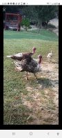 Turkey Birds Photos
