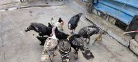 Turkey Birds Photos