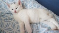 Turkish Angora Cats for sale in Newark, NJ, USA. price: $400
