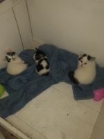 Rare & Exquisite Turkish Van Cats for Sale – Loving, Playful & One-of