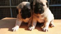 Turnspit Dog Puppies for sale in Birmingham, AL, USA. price: $550