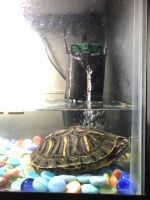 Turtle Reptiles for sale in Elmore, AL, USA. price: $80