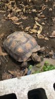 Turtle Reptiles for sale in Fort Meade, FL, USA. price: $250