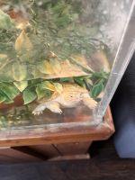 Albino Florida snapping turtle