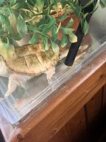 Albino Florida snapping turtle