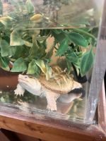 Albino Florida snapping turtle