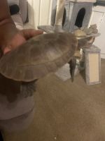 Large Pink Belly side neck turtle
