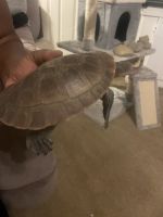 Large Pink Belly side neck turtle