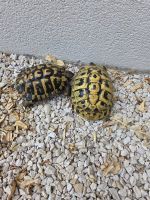 Tortuereptilesà vendre dans 79000 Niort, France. Prix: 1 EUR