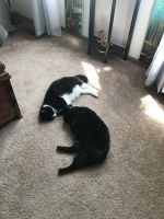 Tuxedo Cats for sale in Columbus, OH, USA. price: NA