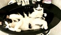 Tuxedo Cats for sale in Bellflower, California. price: $140