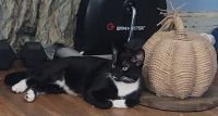 Tuxedo Cats for sale in Charlotte, NC, USA. price: $20
