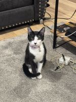 Tuxedo Cats for sale in Atlanta, GA, USA. price: $30