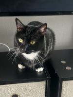 Tuxedo Cats for sale in Columbus, OH 43204, USA. price: $20