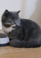 Tuxedo Cats for sale in Newark, NJ, USA. price: $150