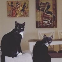 Tuxedo Cats Photos