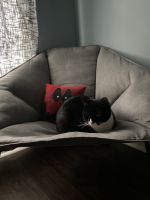 Tuxedo Cats for sale in Nashville, NC 27856, USA. price: $50