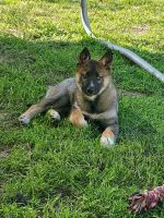 Utonagan Puppies for sale in Atwater, CA 95301, USA. price: $200