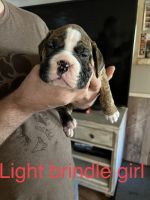 Valley Bulldog Puppies for sale in Meriden, KS 66512, USA. price: $500