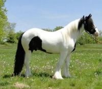 Ventasso Horse Horses for sale in Gainesville, FL, USA. price: $2,000
