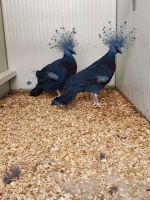 Victoria Crowned Pigeon Birds Photos