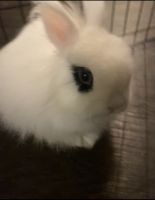 Vienna rabbit Rabbits for sale in Arlington, TX, USA. price: $120
