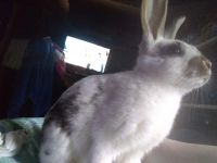 Vienna rabbit Rabbits for sale in 2060 W 13th Ave, Eugene, OR 97402, USA. price: $40