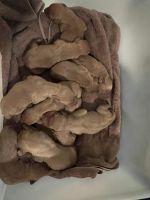 Vizsla Puppies for sale in Salisbury, MD 21804, USA. price: NA
