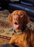 Vizsla Puppies for sale in Palm Beach, Florida. price: NA