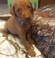 Vizsla Puppies for sale in Yonkers, NY, USA. price: $400