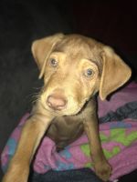 Vizsla Puppies for sale in Owingsville, KY 40360, USA. price: $2,000