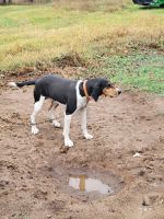 Walker Hound Puppies for sale in Boyceville, WI 54725, USA. price: $600