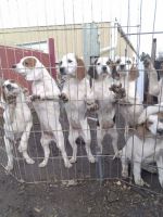 Walker Hound Puppies Photos