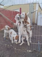 Walker Hound Puppies Photos
