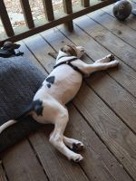 Walker Hound Puppies for sale in Bolivia, NC 28422, USA. price: $25