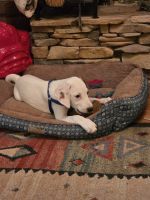 Walker Hound Puppies for sale in Bolivia, NC 28422, USA. price: $25