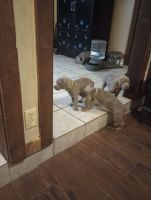Weimaraner Puppies for sale in Carriere, MS 39426, USA. price: $800