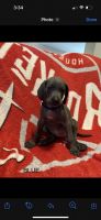 Weimaraner Puppies for sale in The Woodlands, TX, USA. price: $400