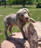 Weimaraner Puppies for sale in Pattonsburg, MO 64670, USA. price: $800