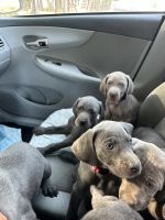 Weimaraner Puppies for sale in 2588 Redwood Rd, Gilmer, TX 75645, USA. price: $500