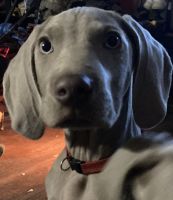Weimaraner Puppies for sale in Holly Hill, SC 29059, USA. price: $500