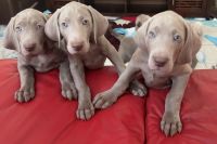 Weimaraner Puppies for sale in Keilor, Victoria. price: $3,500