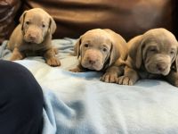 Weimaraner Puppies for sale in Chicago, Illinois. price: $900