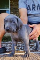 Weimaraner Puppies for sale in Tyler, Texas. price: $600