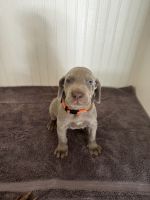 Weimaraner Puppies for sale in Powder Springs, Georgia. price: $800