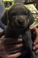 Weimaraner Puppies for sale in Billings, Montana. price: $1,300