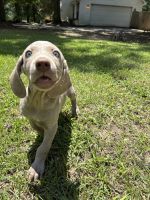 Weimaraner Puppies – Health Checked & Family Raised